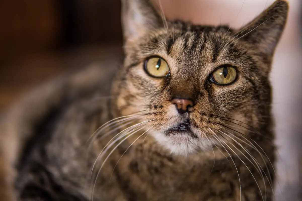 Cat with a hair lip