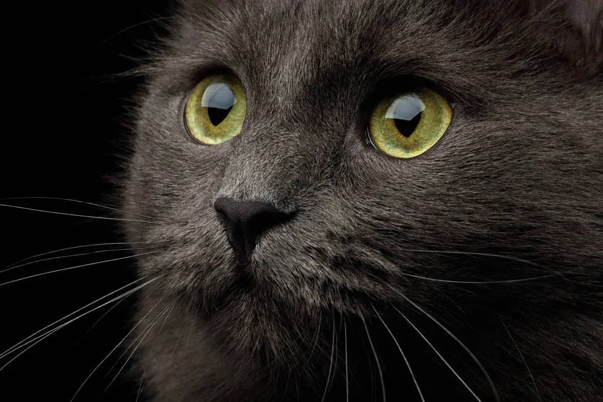 Inflammatory bowel disease in cats