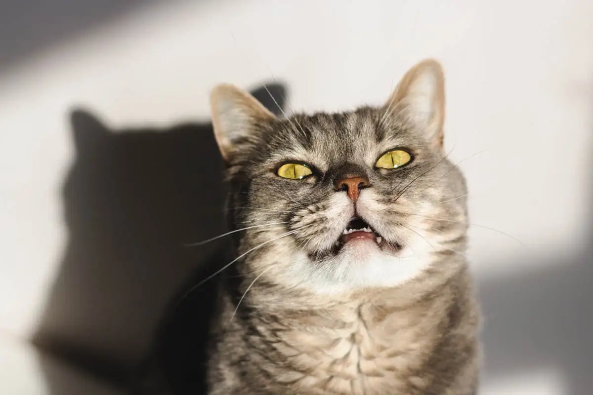 Oronasal polyps in cats