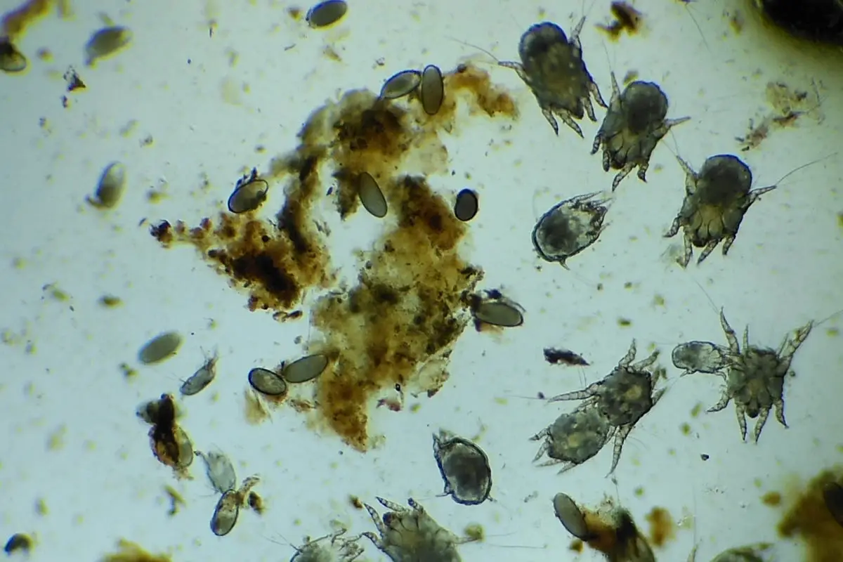 Ear mites in cats