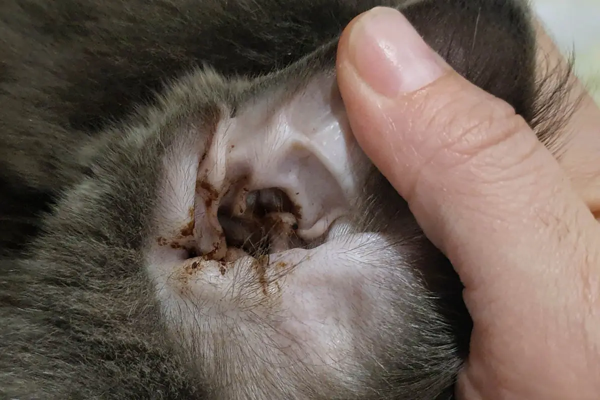Cat ear mites