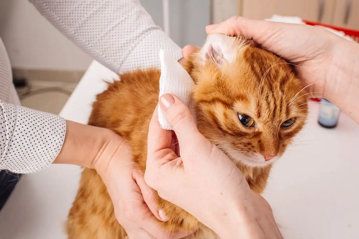 How to clean a cat