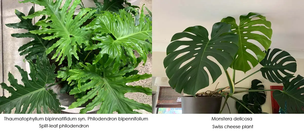 Difference between philodendron and monstera