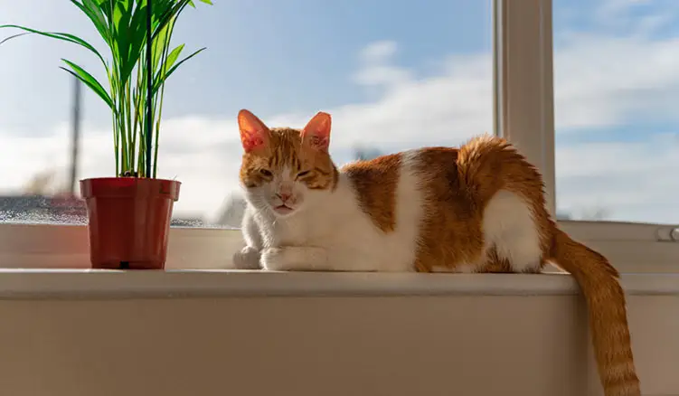 cat actually eat a lucky bamboo plant