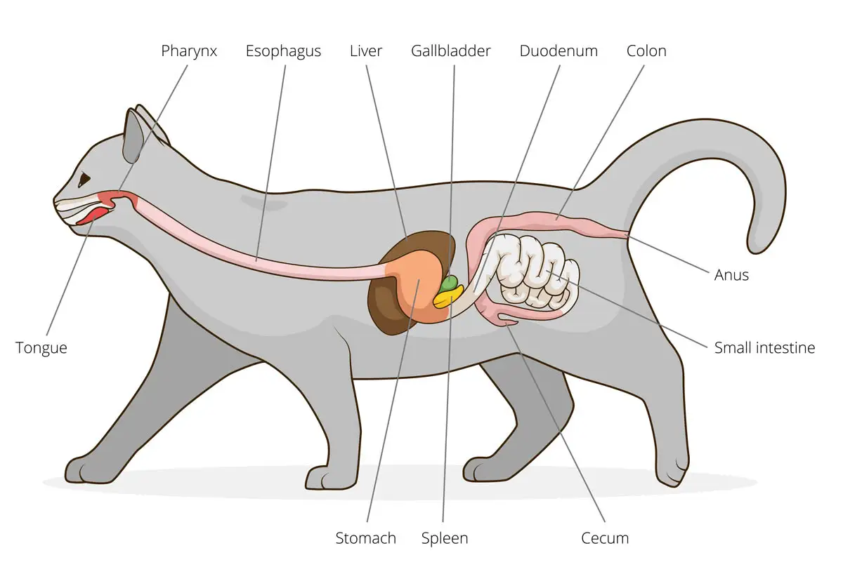 Cat digestive system