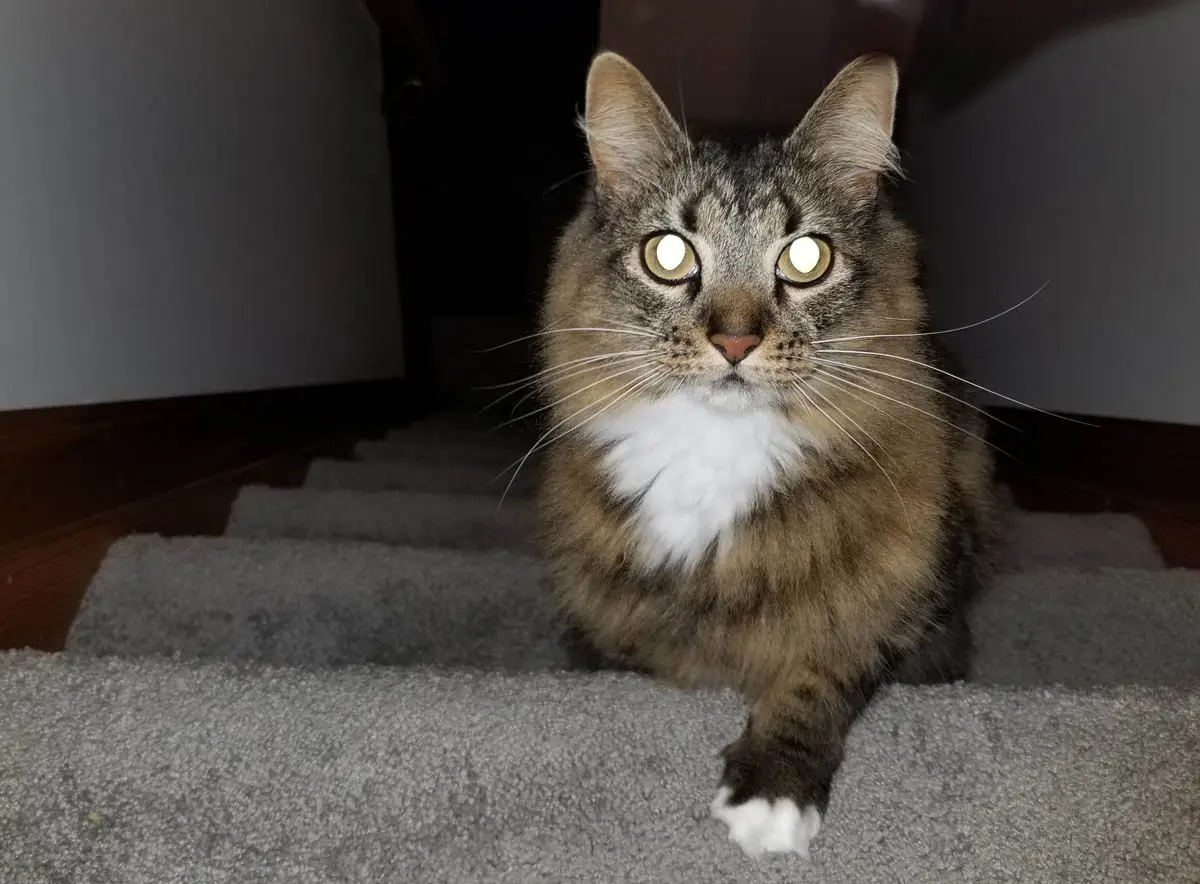 Cat eyes