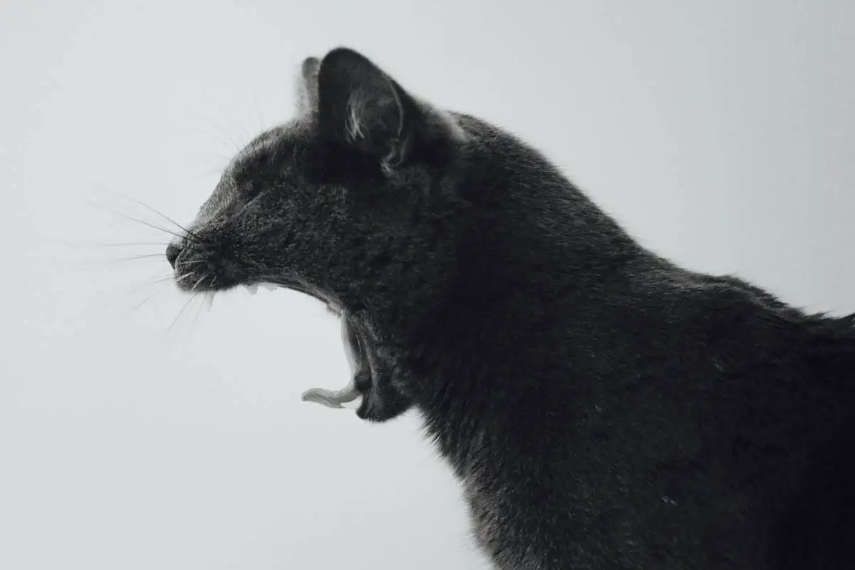 Cat jaw