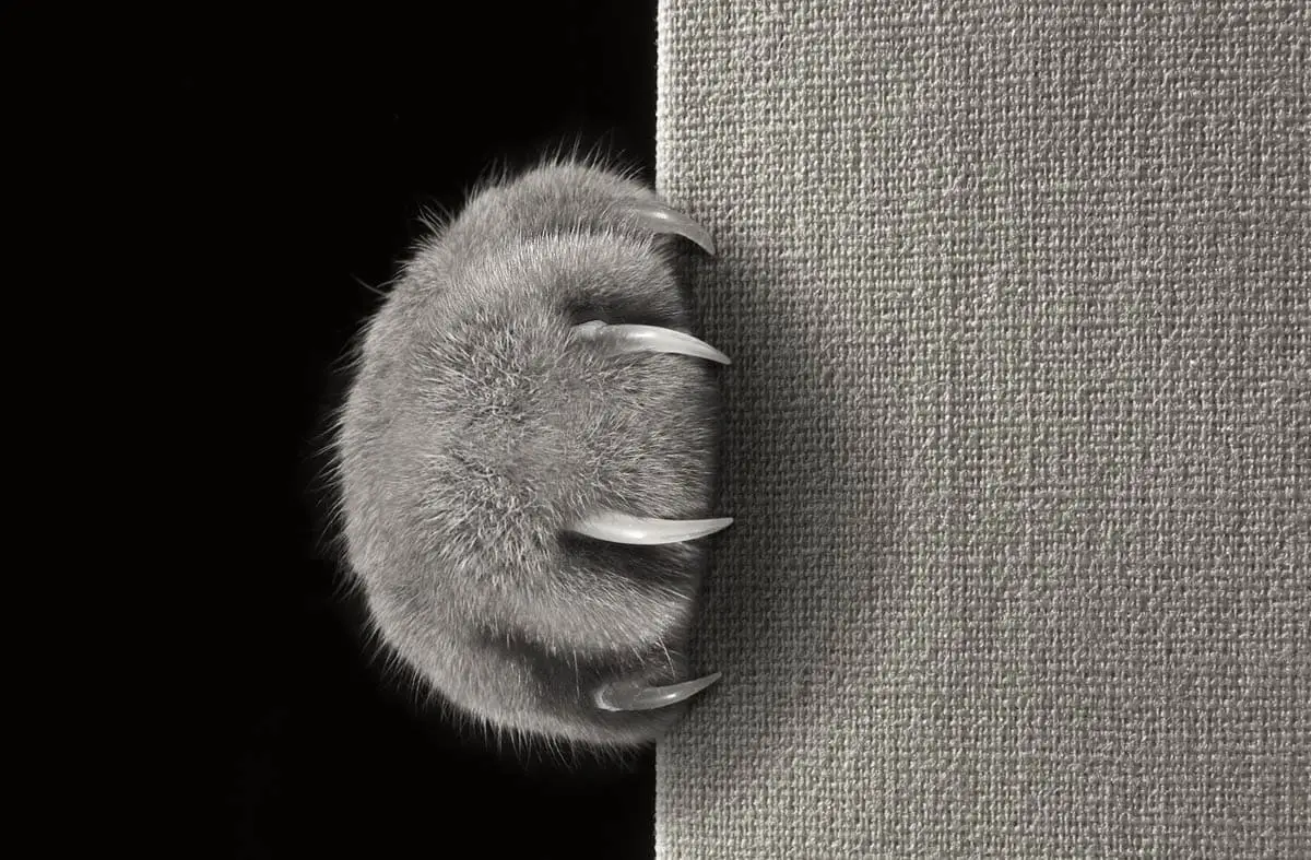 Cat claw