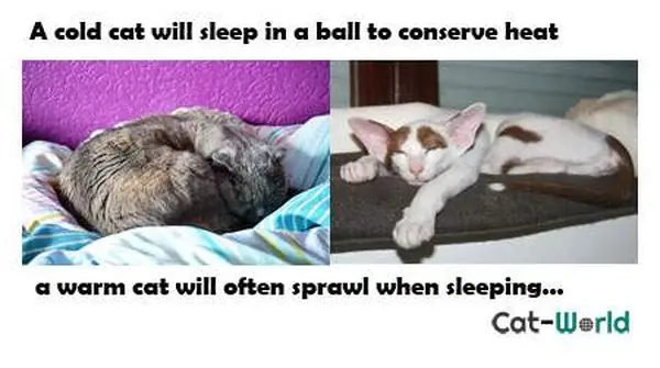 Cat sleeping curled up and spread out