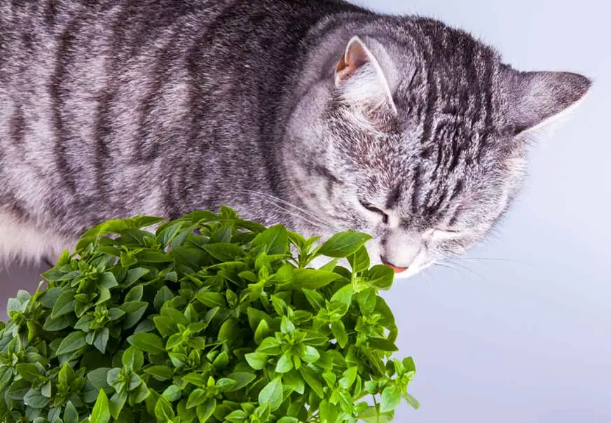 Is Basil Toxic to Cats?