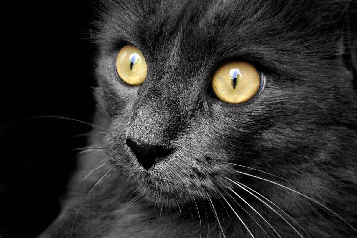 Lascas em gatos