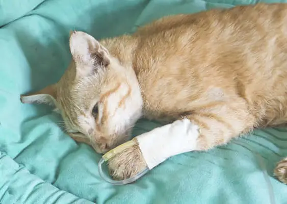 cat with fluid therapy