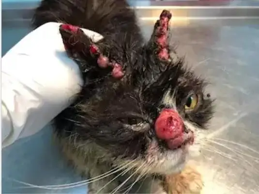 Sporotrichosis in cats