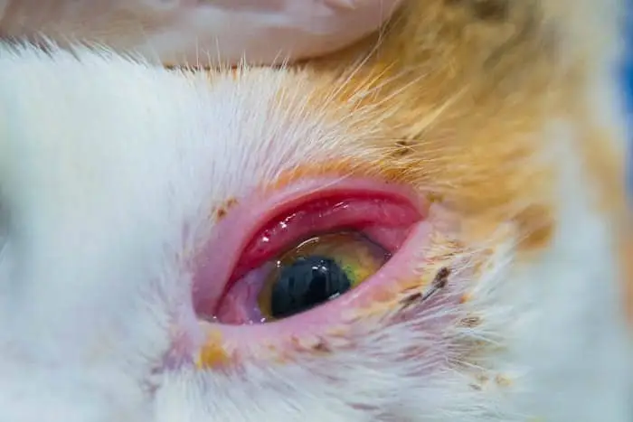 Conjunctivitis in cats