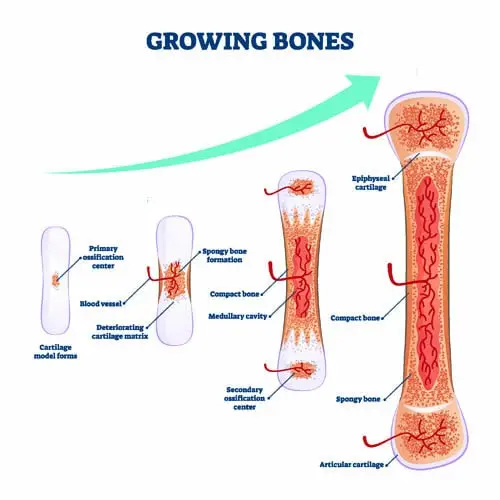 Ossification