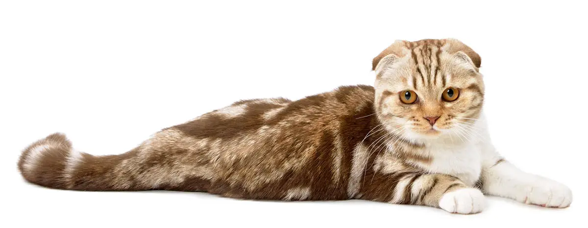 Brown tabby scottish fold