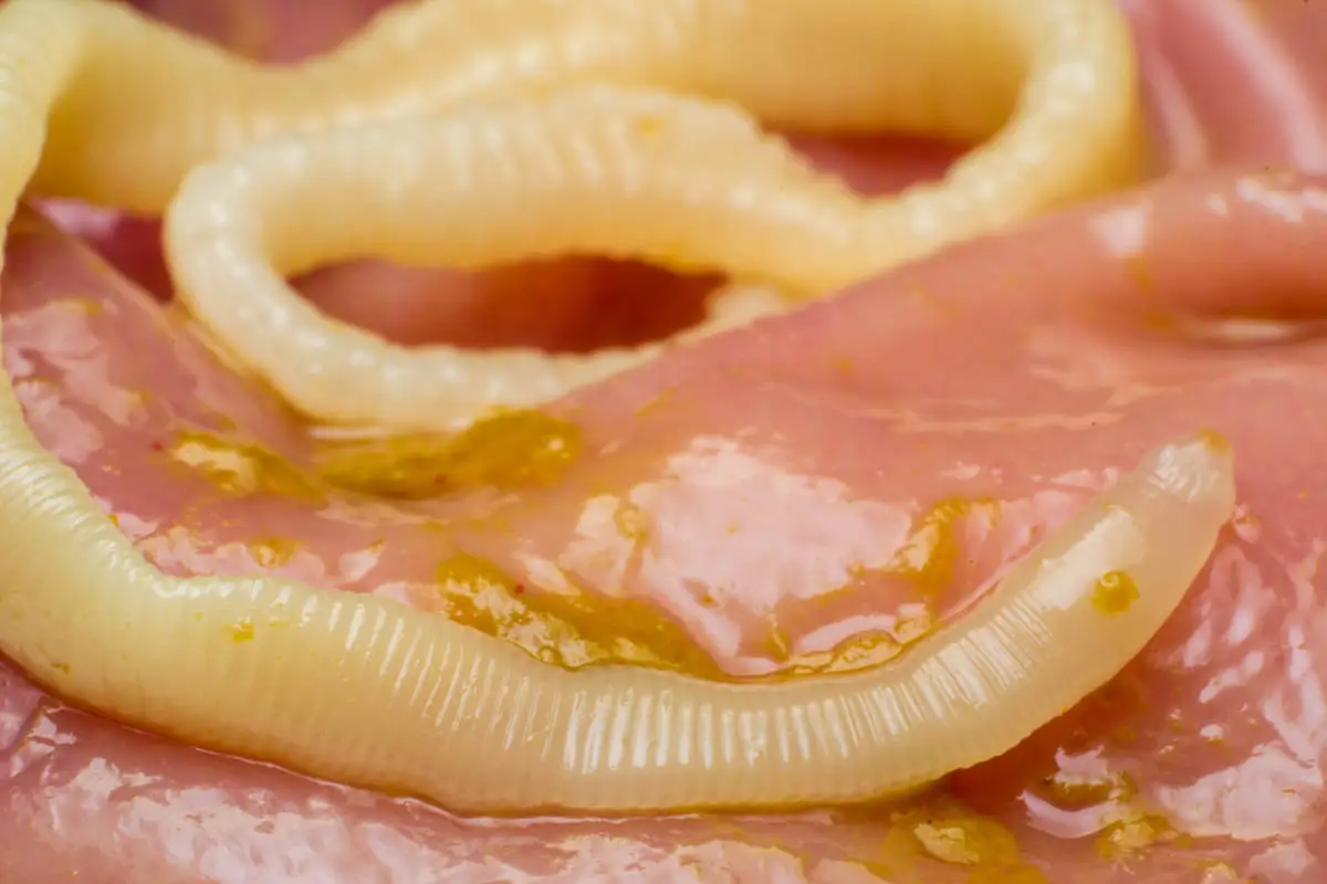 Tapeworm in cats