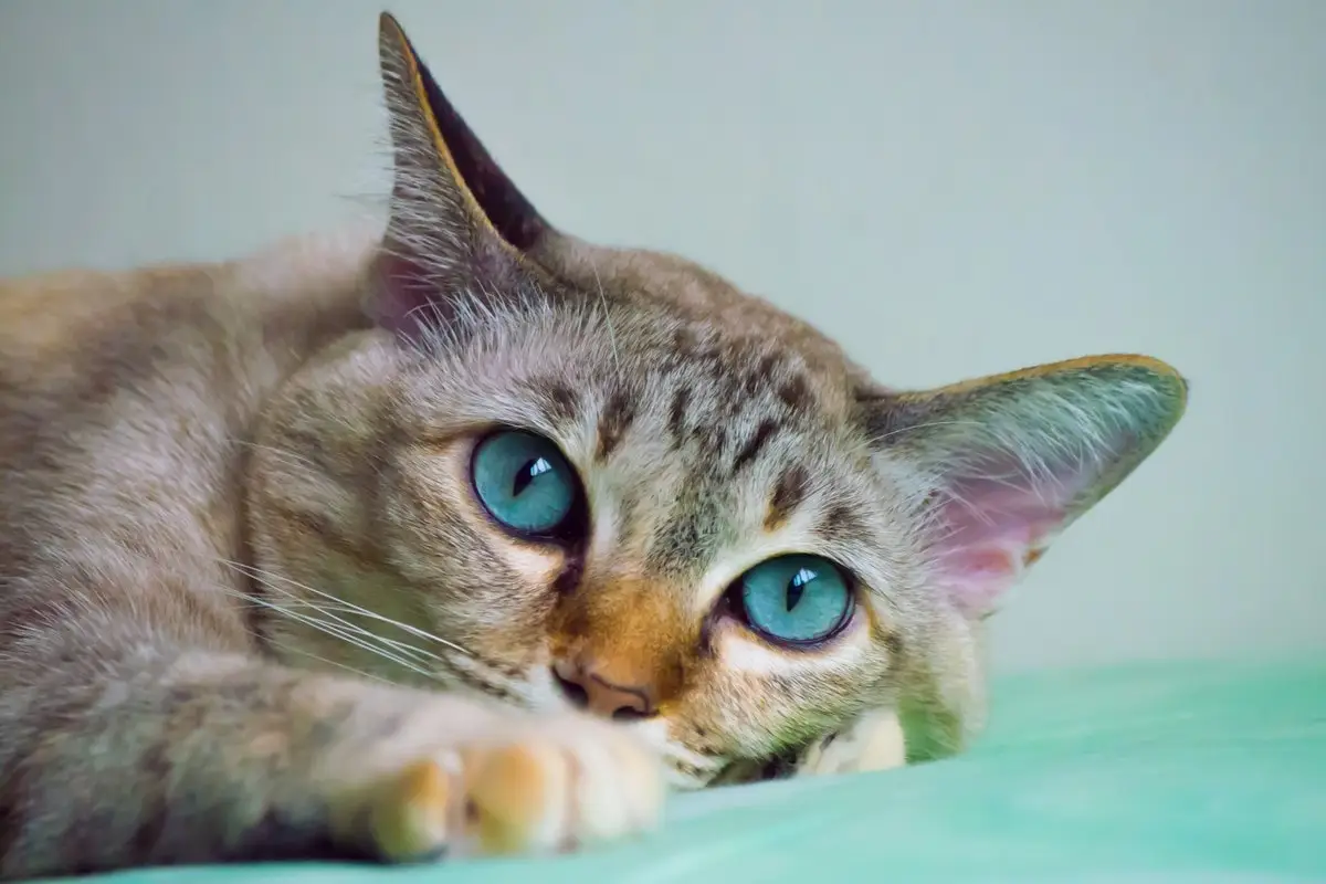 Katzengewicht: Meine Katze hat ein niedriges oder Übergewicht