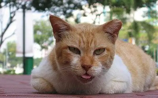 Cat coughing