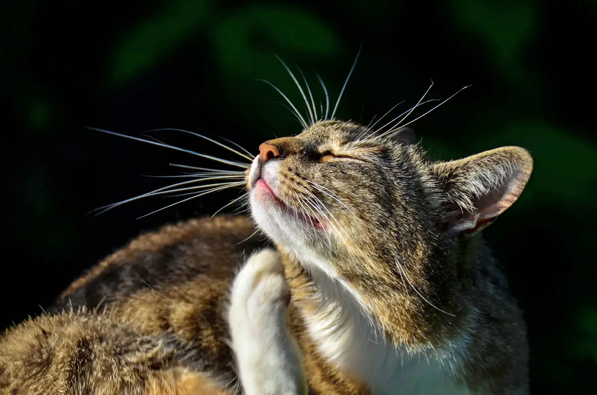 Rascarse y picazón en gatos