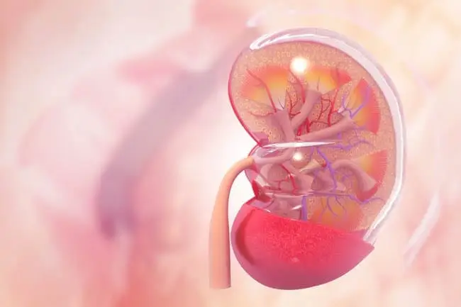 Kidney disease in cats