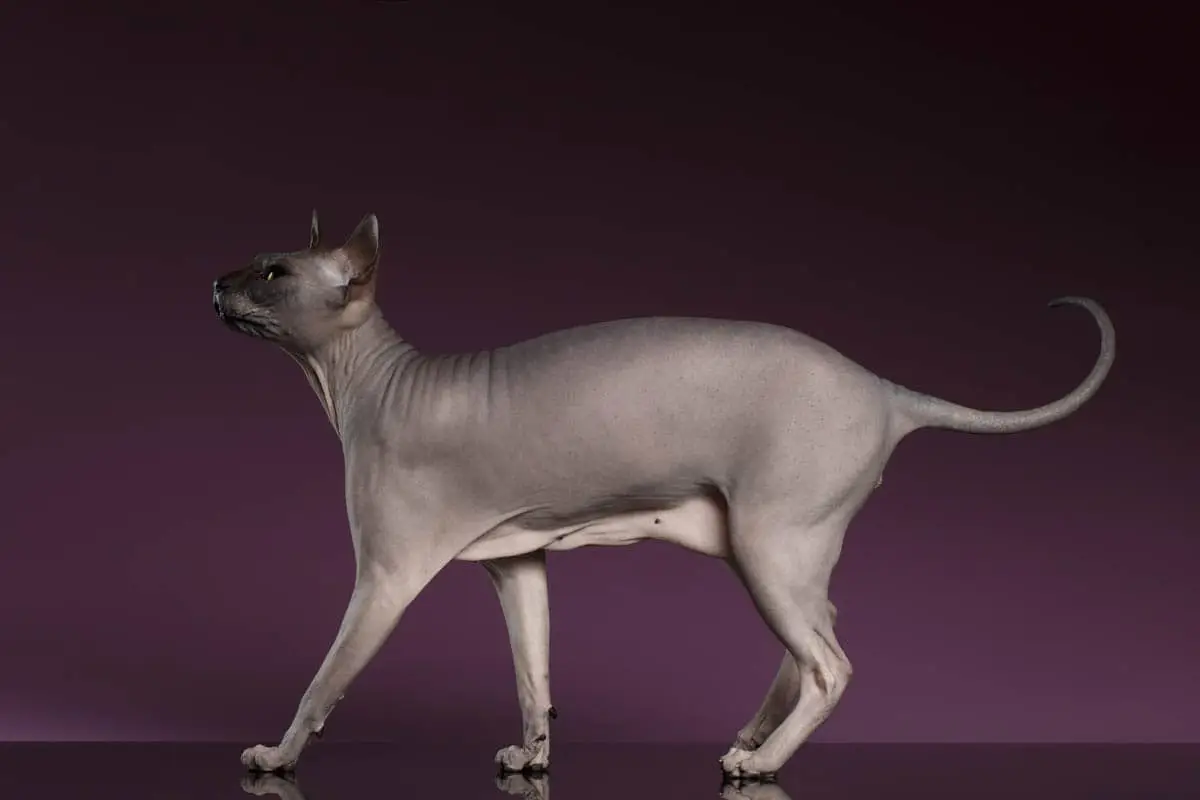 Sphynx cat with a visible primordial pouch