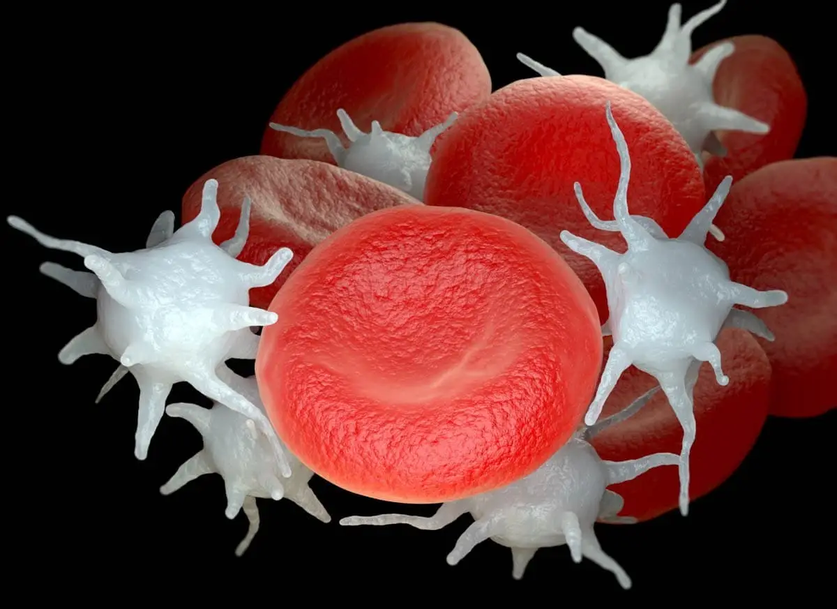 Blood platelets
