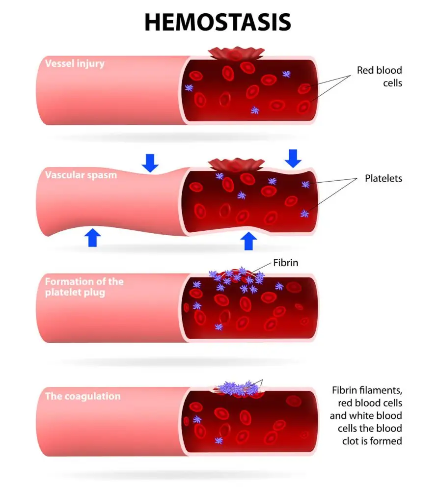 Hemostasis