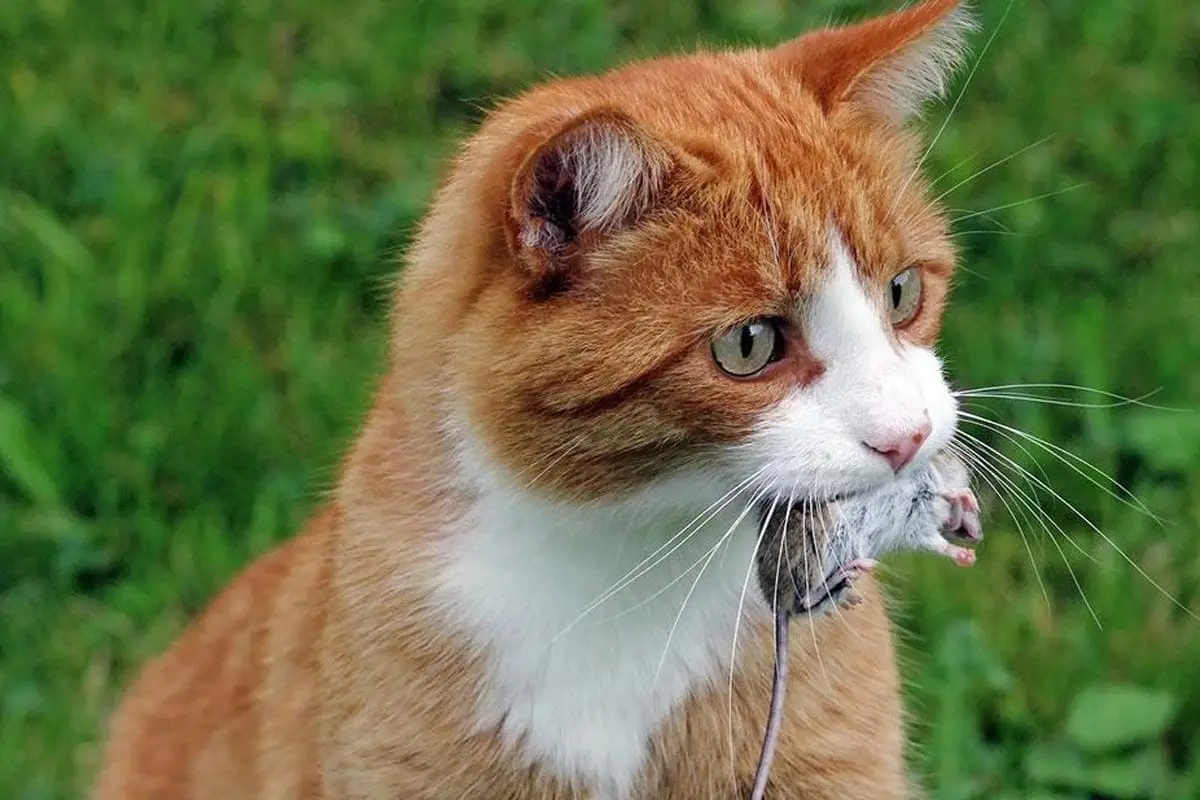 Las enfermedades de los gatos pueden cazar