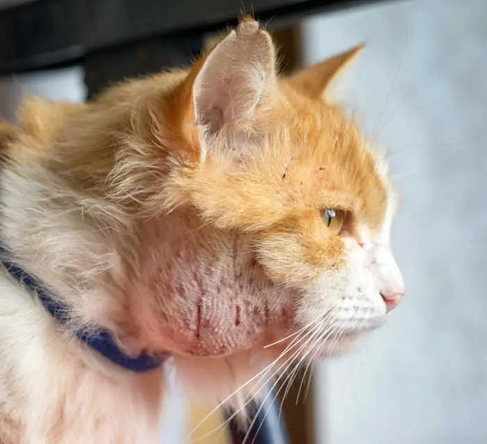 very large swollen lymph nodes on cat