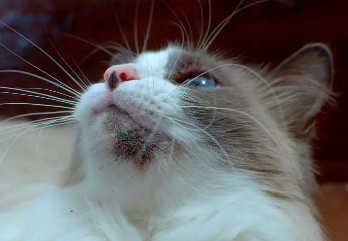 Feline acne