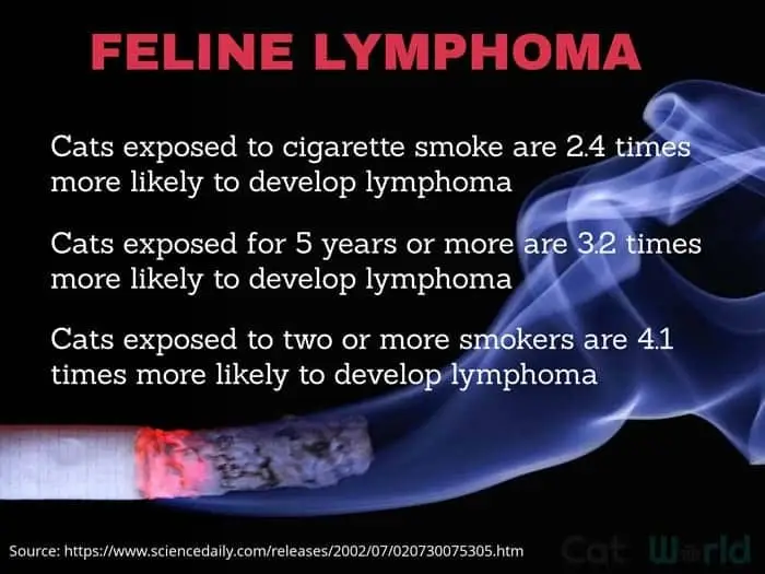 Feline lymphoma risks