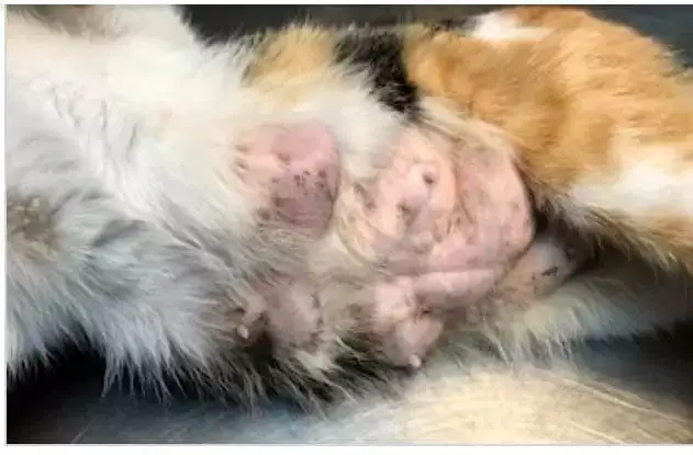 Nipple and breast swelling in cats