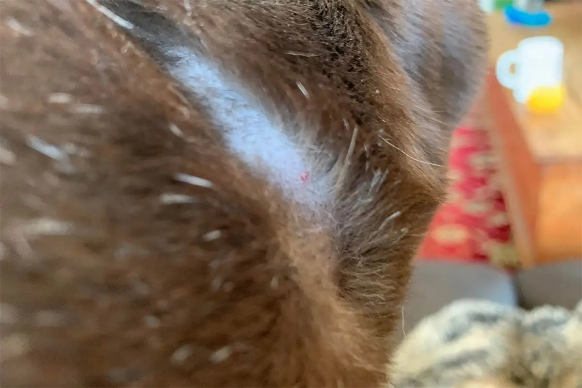 Scabs on a cat