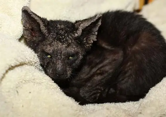 Mites on cat