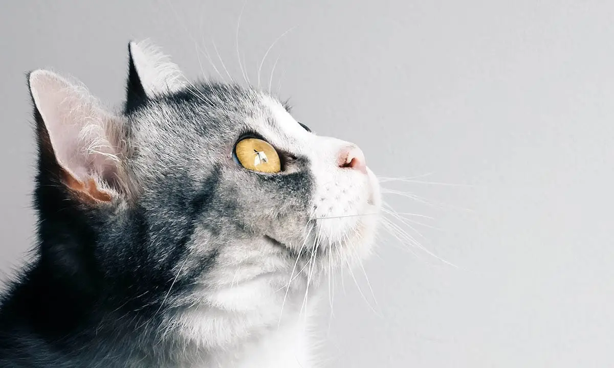 Wheezing in cats