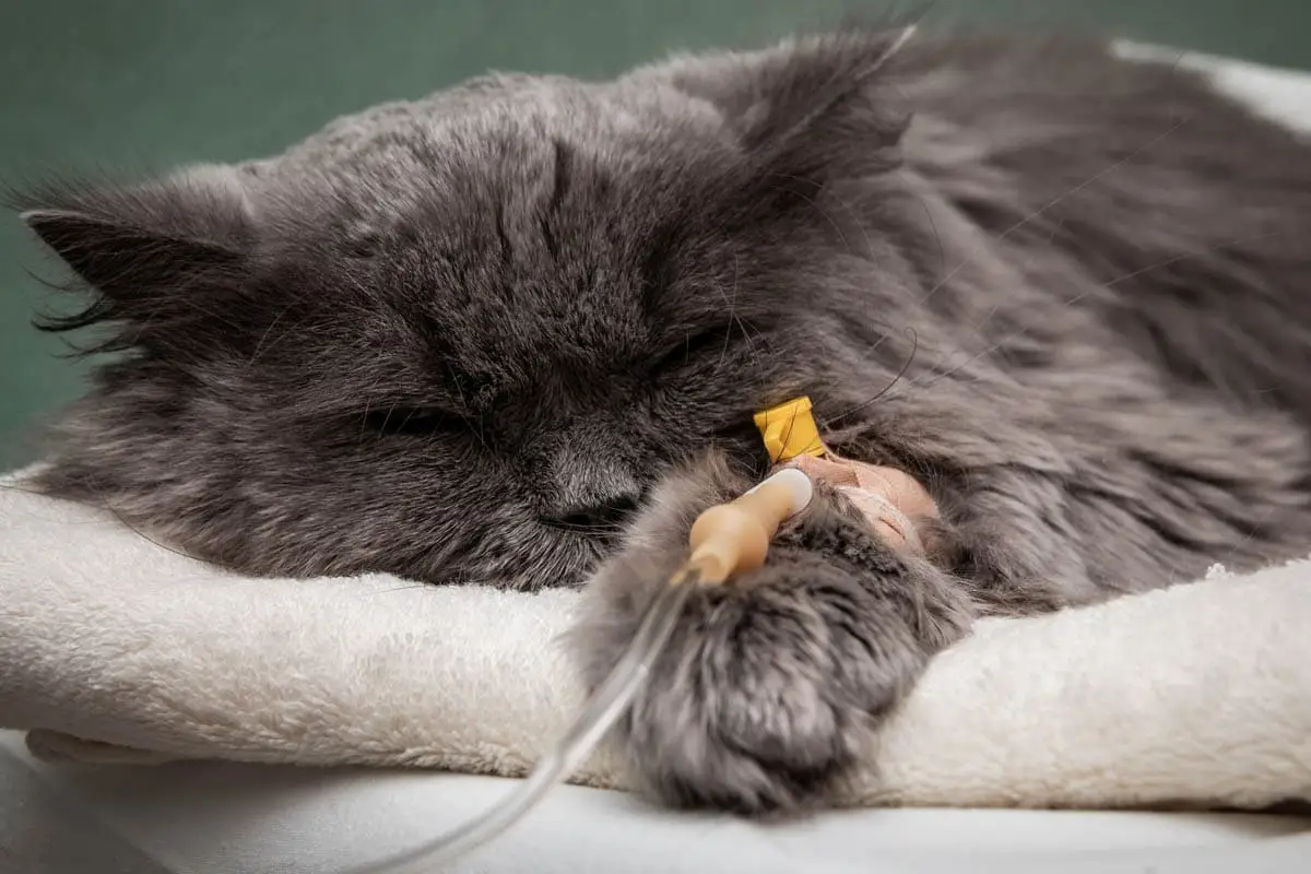 Visitar a un gato enfermo en el veterinario