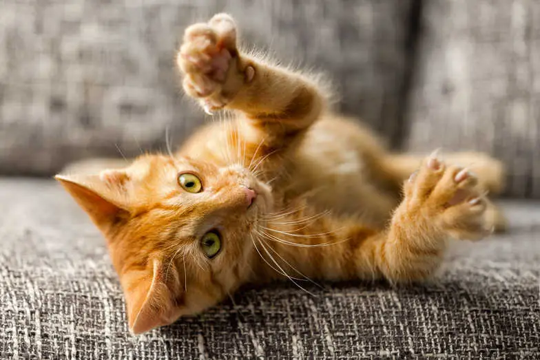 cat playing with nails out