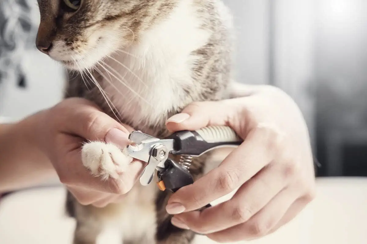 How to trim a cat