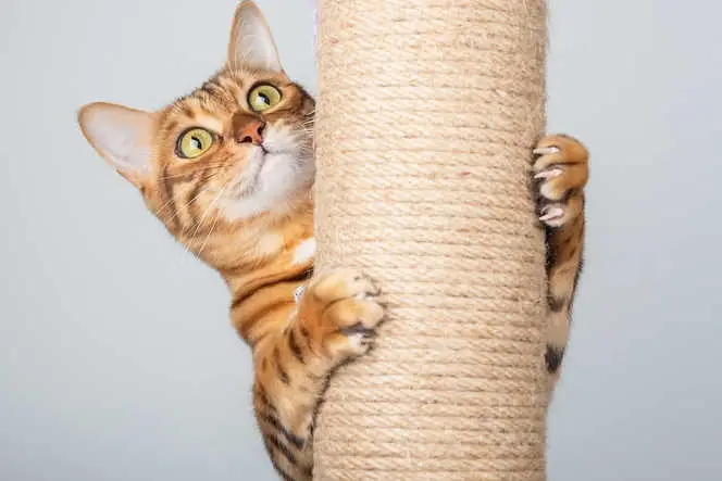 cat playing with claws on pole