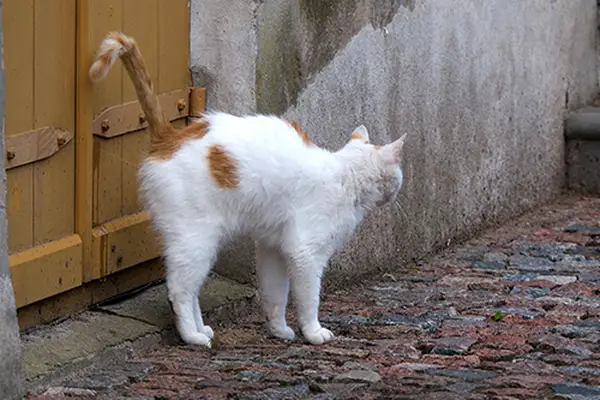 Cat Peeing Outside Box