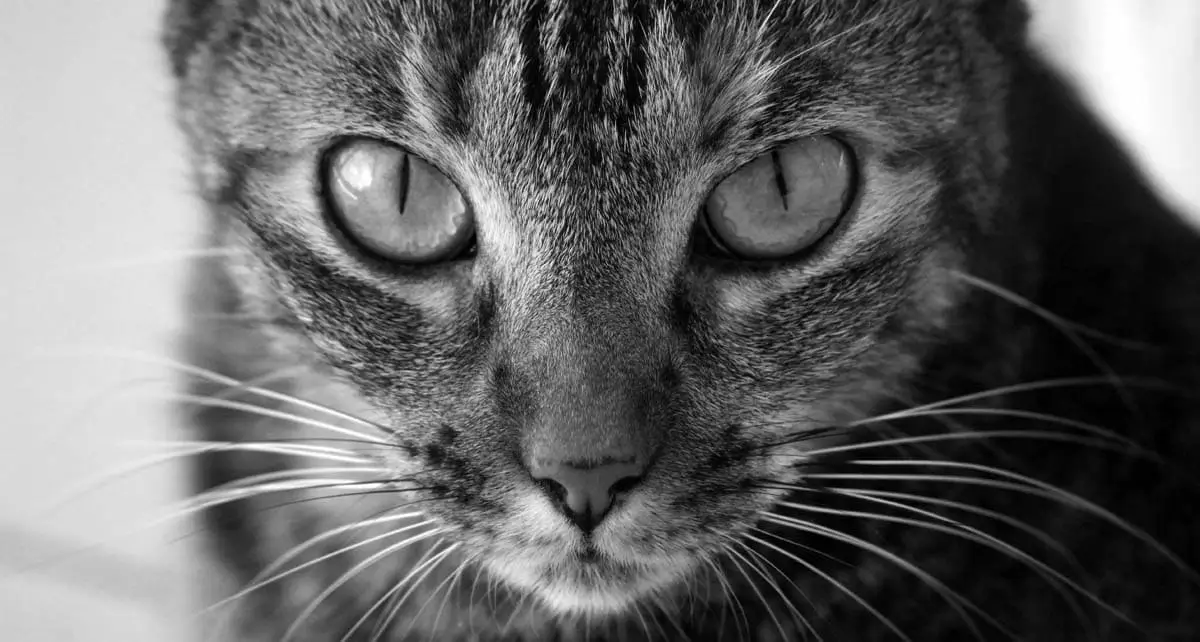 Esclerose nuclear em gatos