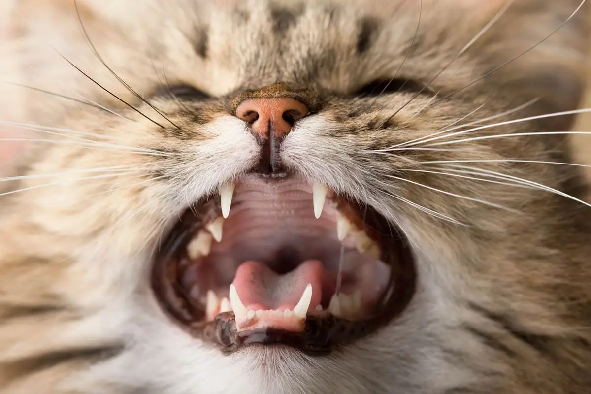 Herramienta en gatitos