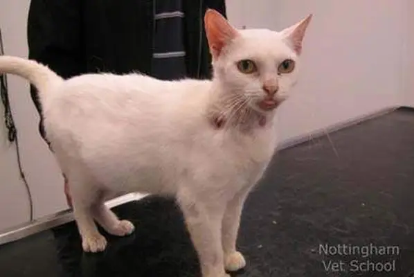 Flea allergy dermatitis in cats