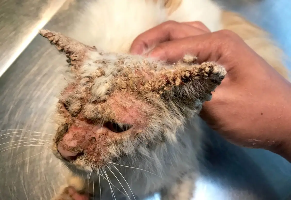 Feline mange