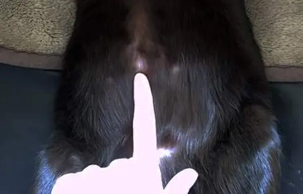 bald spots on cat belly