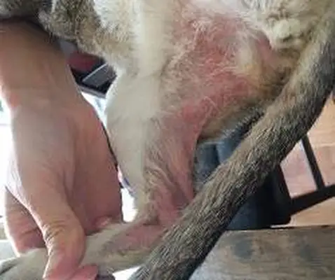 contact dermatitis in cats