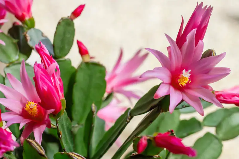 Alternatives to easter lilies in homes with cats