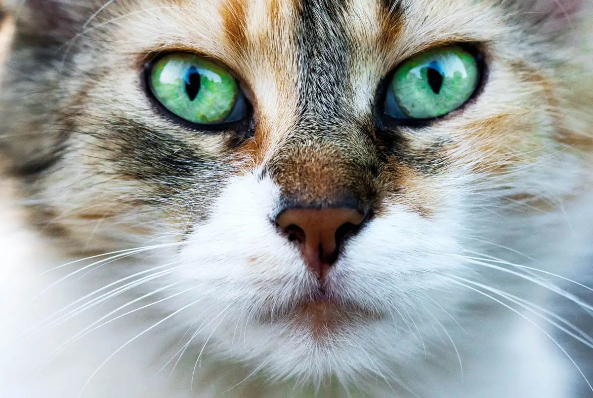 E. coli (E. coli) en gatos