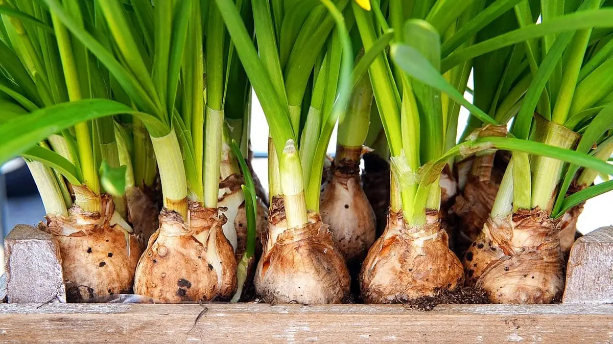 Daffodil bulbs